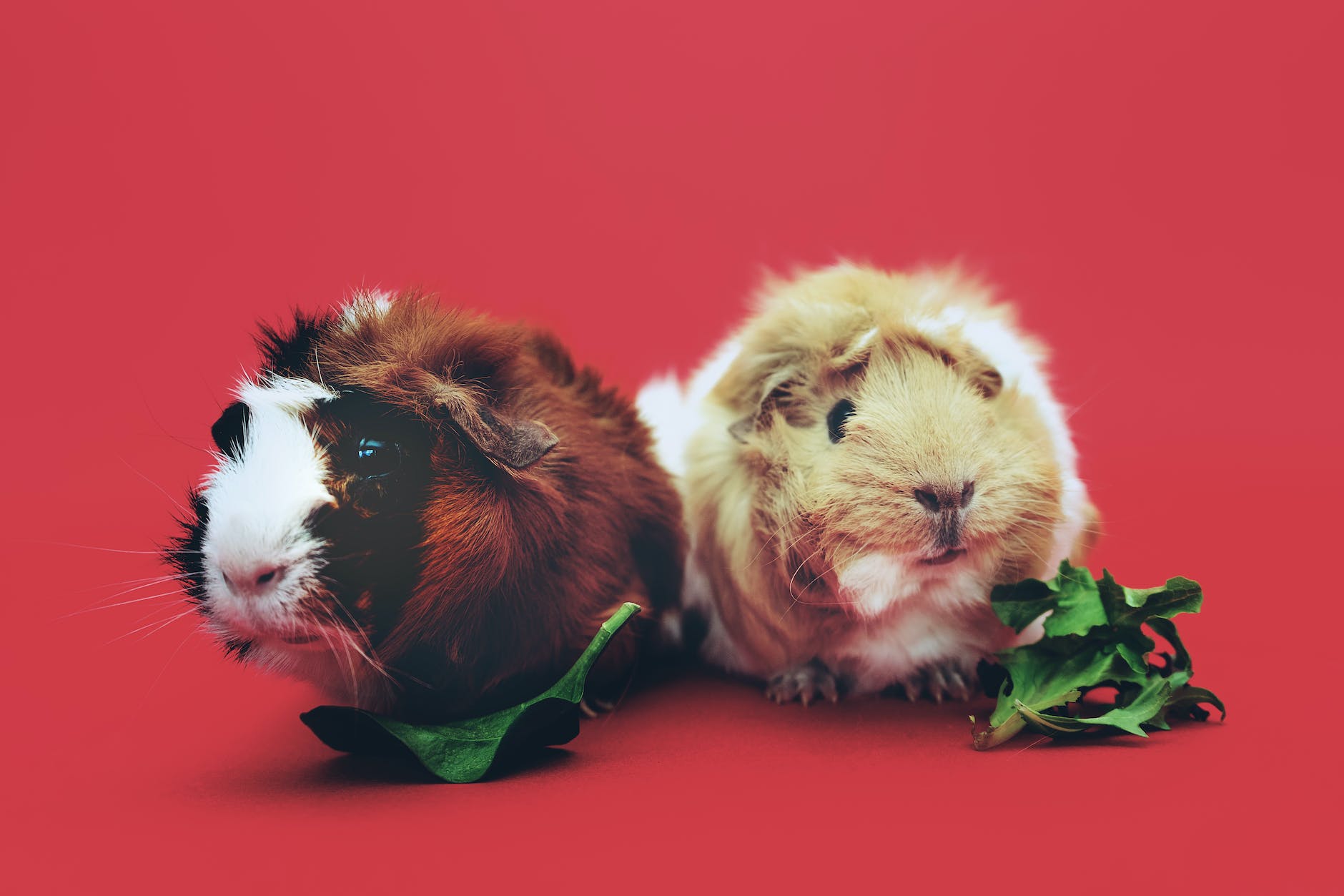 Zwei Braune Und Beige Meerschweinchen