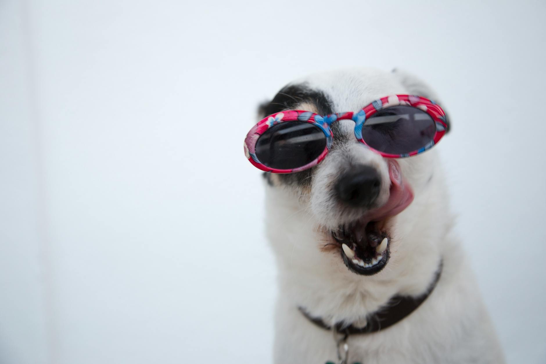 Nahaufnahmefoto Des Hundes, Der Sonnenbrillen Trägt
