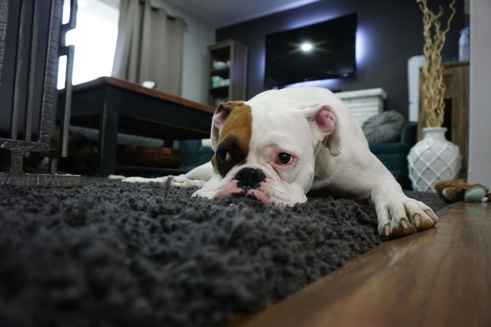 Weiße Und Braune Englische Bulldogge, Die Auf Schwarzem Teppich Liegt
