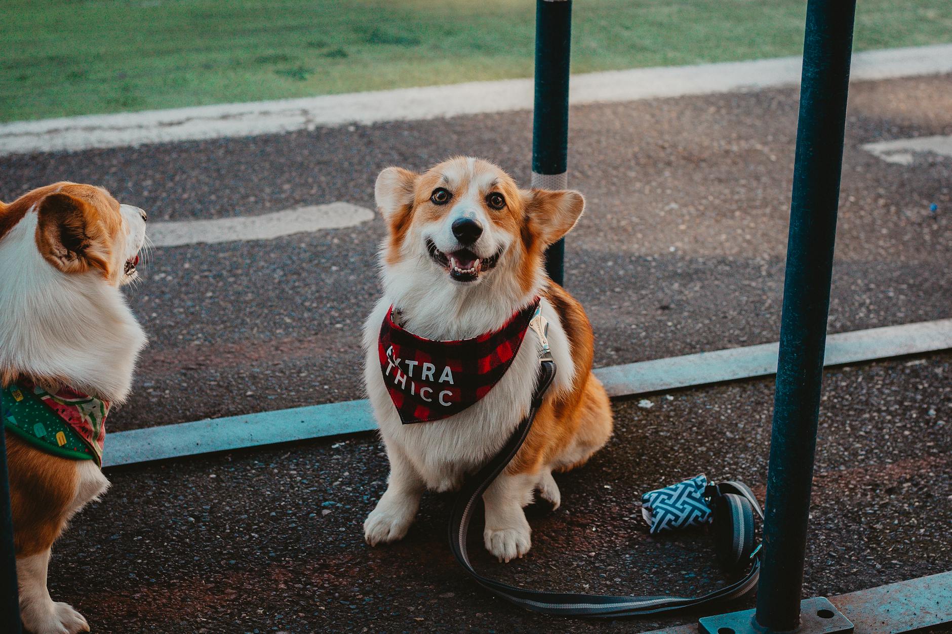 Braun Weißer Kurzhaariger Hund, Der Sitzt Und Lächelt