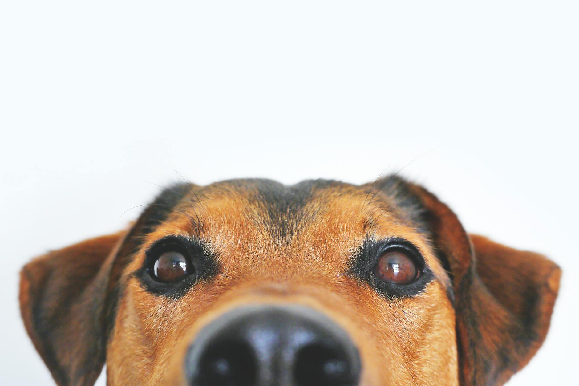 Nahaufnahmefoto Des Braunen Und Schwarzen Hundegesichtes