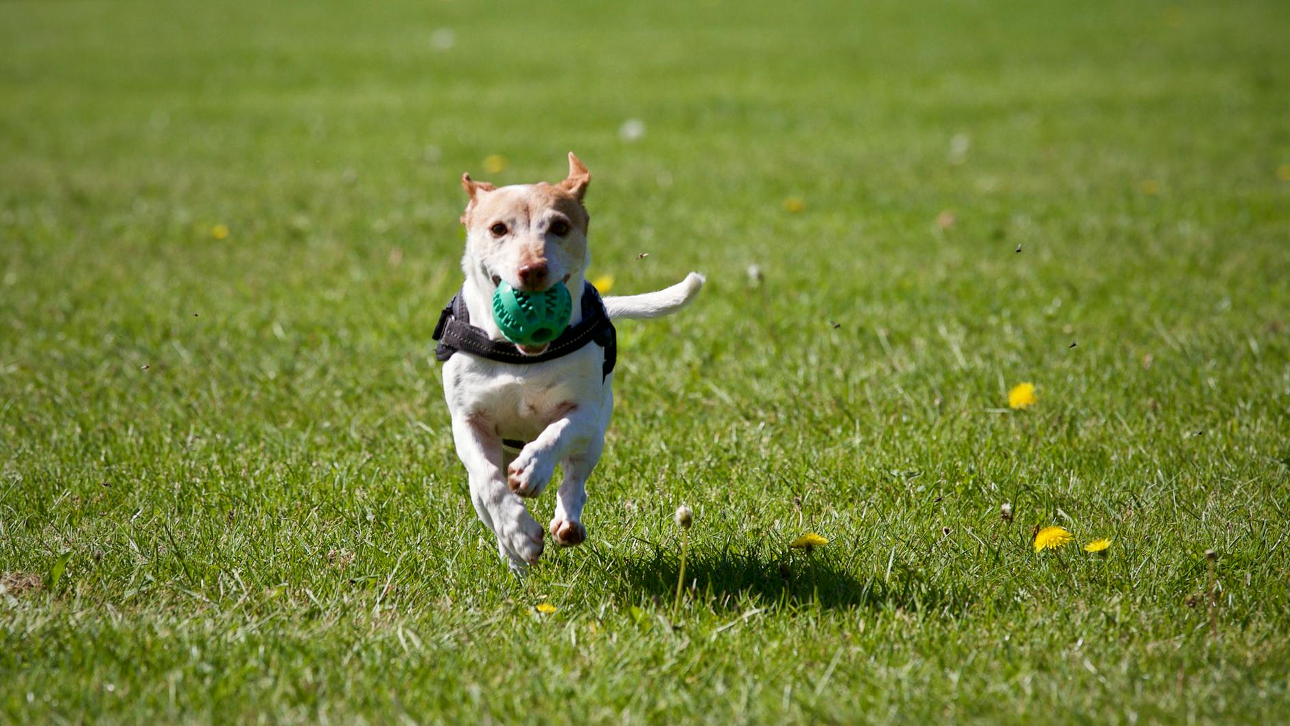 Hund Läuft Auf Gras
