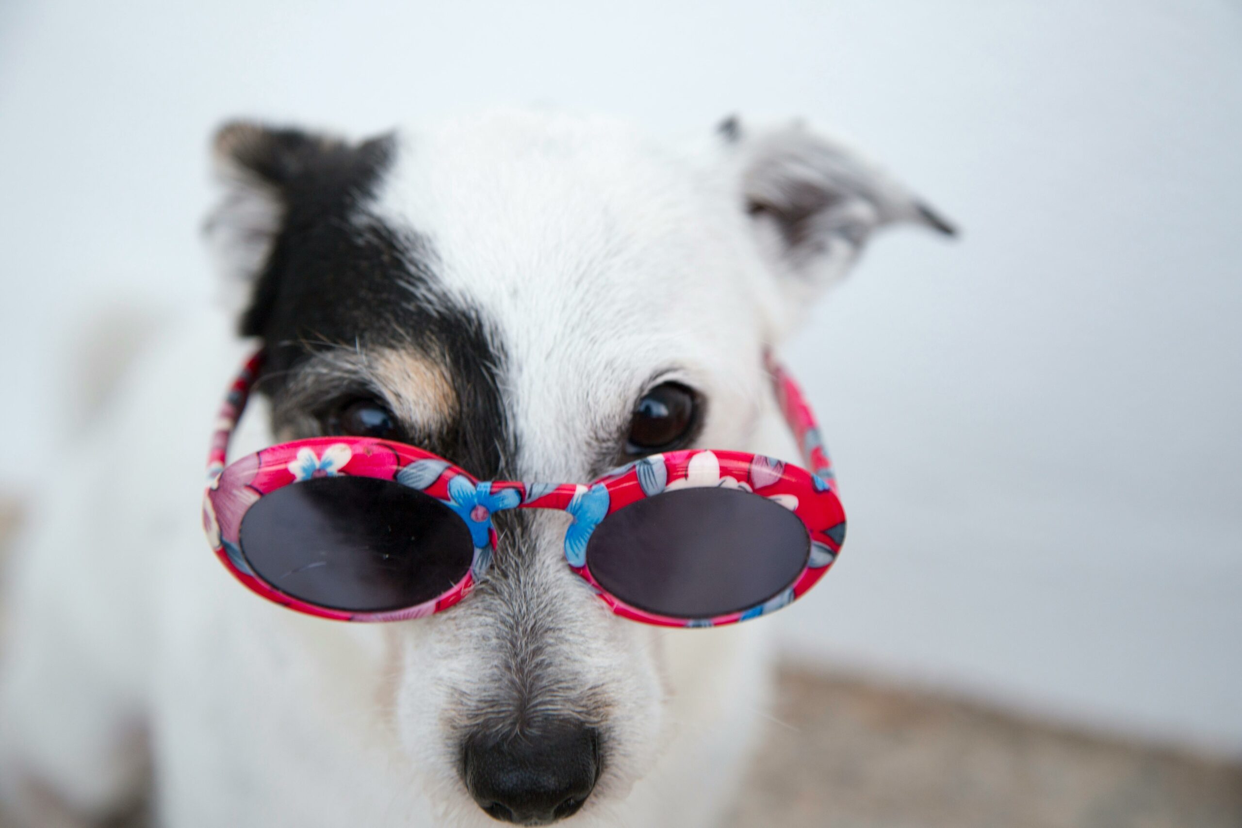 Weißer Hund Mit Sonnenbrille